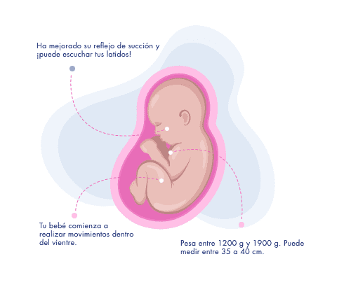 Bebé - Semana 28-31